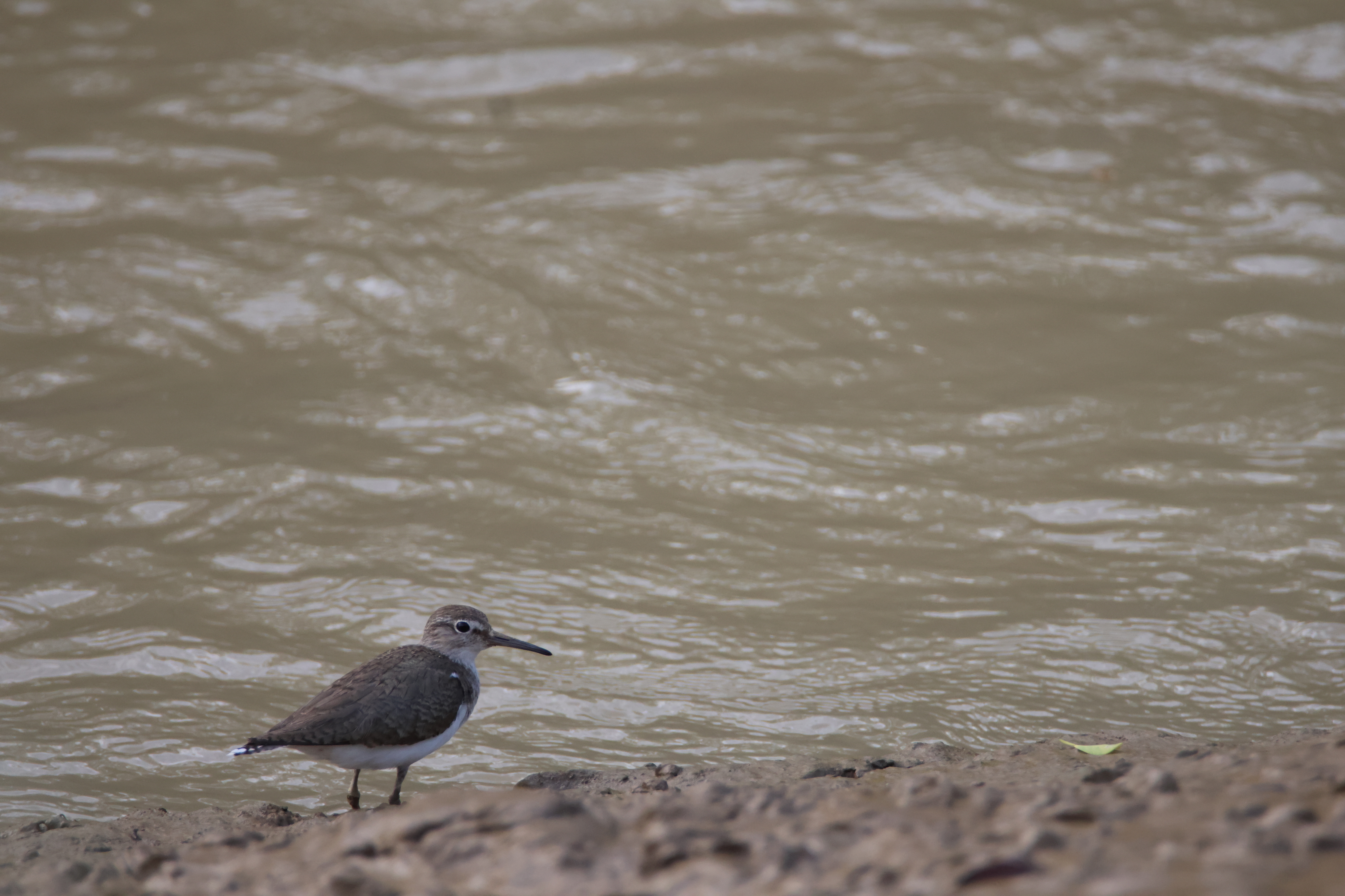 A Common Sandpiper standing on a muddy riverbank.