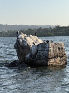 Several cormorants rest on a large rock in a calm lake, with forested hills visible in the background under a clear sky. 
