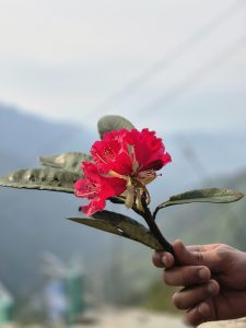 Man holding a rhododendron flower in his hand.
