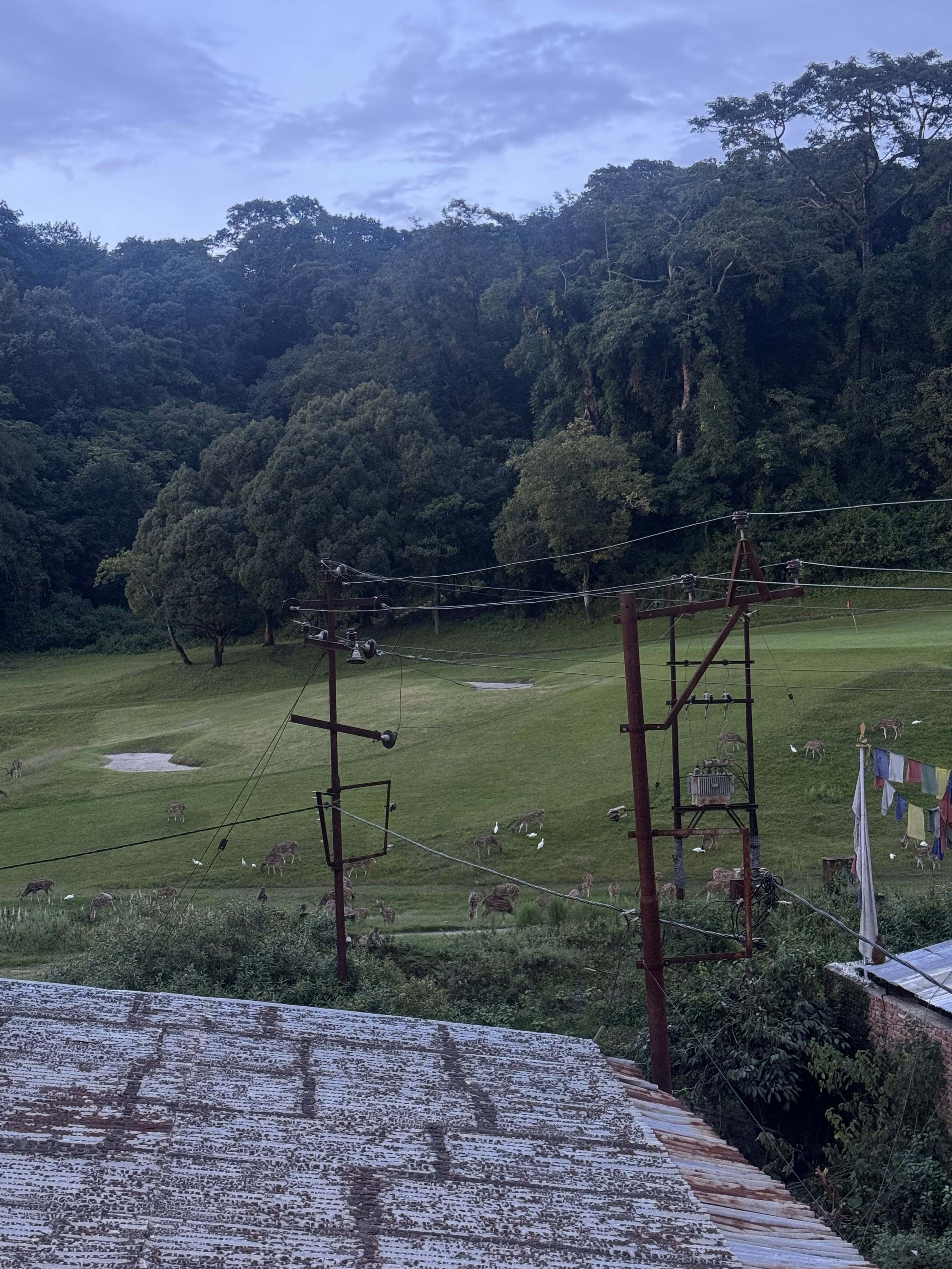 An elevated view looking out over a corrugated roof toward a grassy open golf course or park with grazing deer, power line utility poles, and a dense forest background.