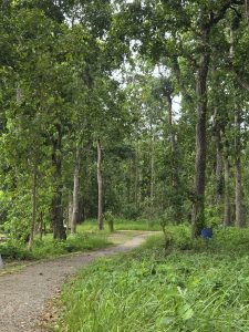 A narrow dirt path leads through a dense, lush green forest bordered by tall tree trunks and thick undergrowth.
