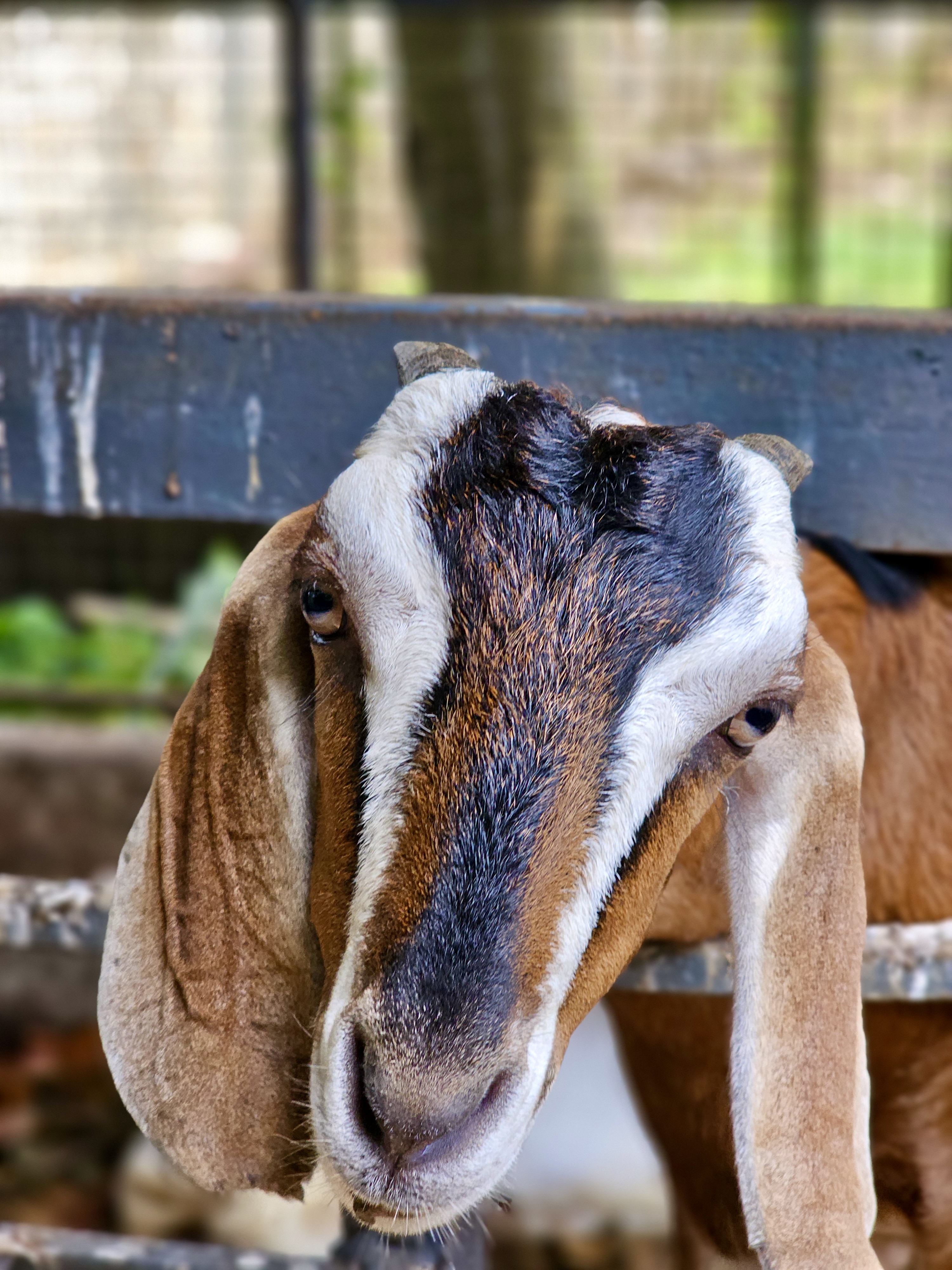 A close-up portrait of a goat with distinctive brown, black, and white markings. Its long ears and direct gaze give the photograph character, while the blurred background keeps attention on its face. Location: Ayamkudy, Kottayam, Kerala.