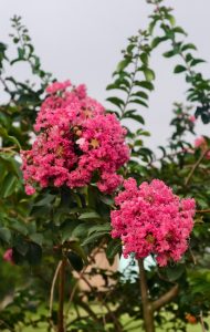 Bright pink crape myrtle flowers blooming in round clusters on thin tree branches against a soft outdoor background.