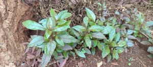 A cluster of vibrant, green plants with glossy leaves growing close to the ground.

