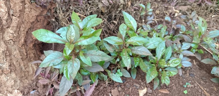 A cluster of vibrant, green plants with glossy leaves growing close to the ground.