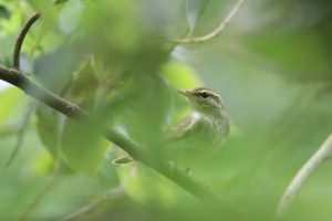 Seen through green leaves, A Radde’s Warbler perched on a branch.