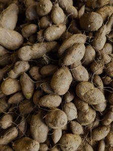Numerous small Chinese potatoes (Koorka) are arranged closely together, showing their rough, earthy surfaces and fine roots. The simple composition captures the natural appearance of a freshly harvested crop. Location: Poovattuparamba, Kozhikode, Kerala.
