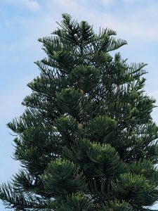 Tall evergreen tree with dense green branches against a clear blue sky.