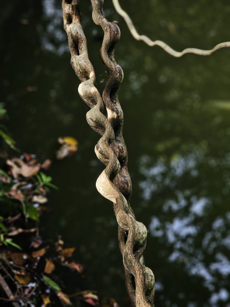 A naturally twisted monkey ladder vine (Bauhinia glabra) hangs vertically against the dark, softly blurred surface of a pond. Its unusual spiral form, texture, and selective lighting create a simple but striking nature photograph. Location: Ayamkudy, Kottayam, Kerala.