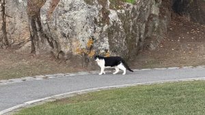 Black and white cat walking along a paved path next to a grassy area, with a large rock in the foreground and a rugged rock wall in the background.

