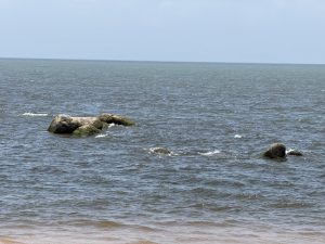 Large moss-covered rocks in calm blue-green water, with gentle waves and a sandy shore under a clear sky.