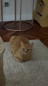 Orange tabby cat resting on a small white rug over a wooden herringbone floor.