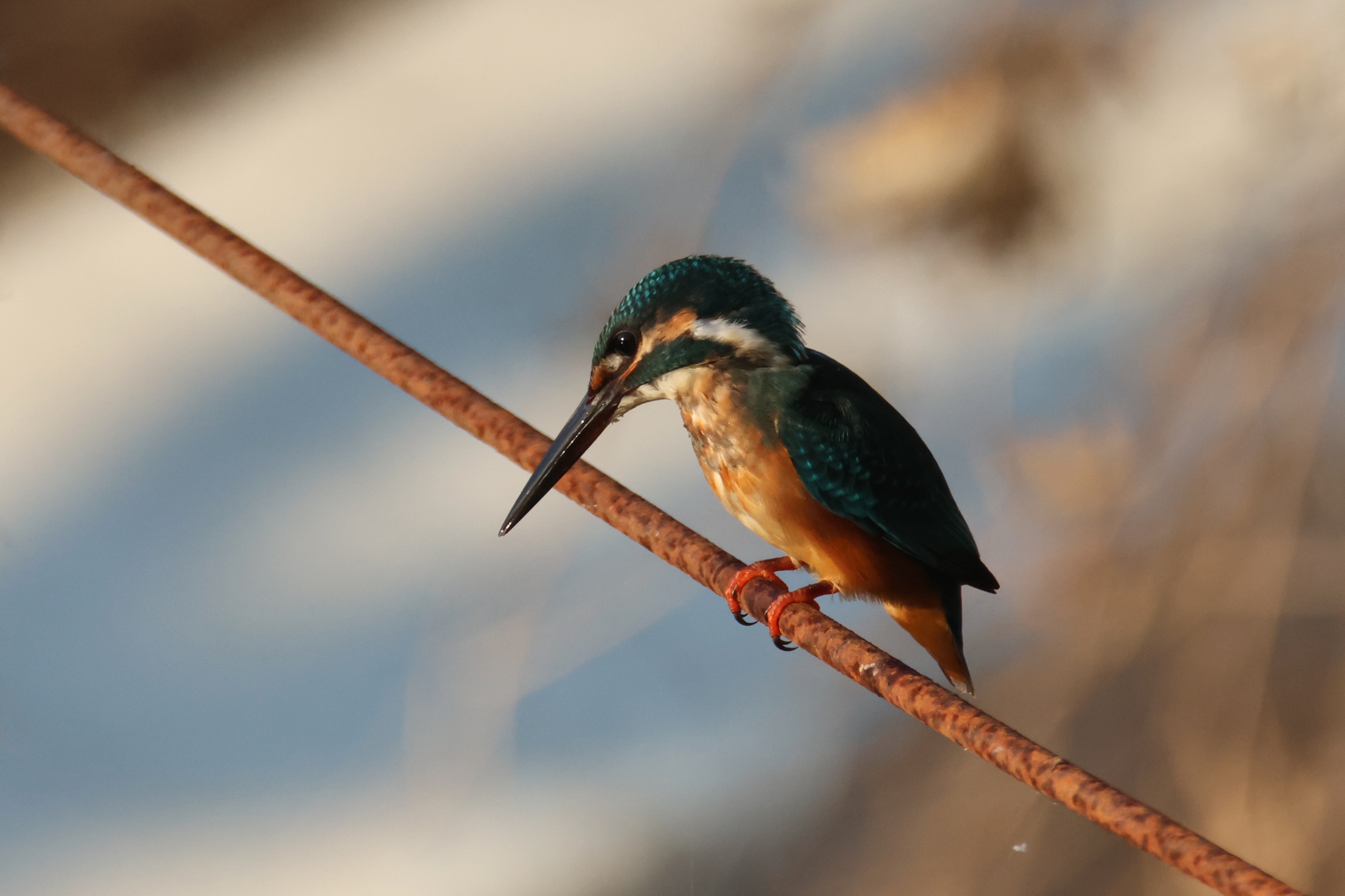 A Common Kingfisher perched on a weathered iron cable against a soft blurred background, mixed with brown and light blue tone.
