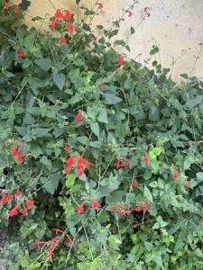A lush bush with vibrant, tubular red flowers (Salvia coccinea / Scarlet Sage) and rich green leaves growing along a light-yellow painted wall.