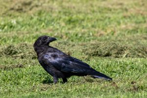 A black starling looking over its shoulder, as it sits in the grass.
