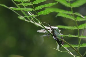 A green insect perched delicately on a grass stem with lush green leaves against soft blurred green background.