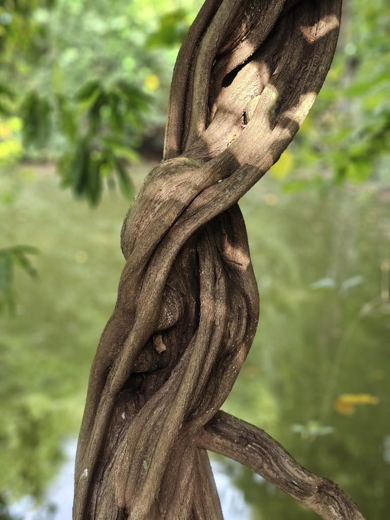 A fascinating close-up of the intertwined woody growth of the monkey ladder vine (Bauhinia glabra), forming an intricate natural pattern. Warm sunlight highlights the bark texture while the soft green background adds depth. Location: Ayamkudy, Kottayam district, Kerala.