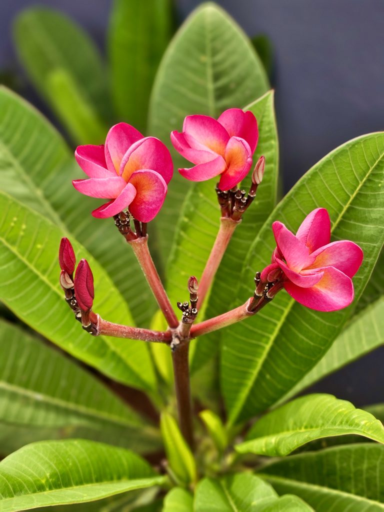 A vibrant cluster of pink frangipani flowers blooming against lush green leaves. The vivid petals, buds, and natural foliage create a clean and colorful botanical composition. Location: Karumala, Kozhikode, Kerala.
