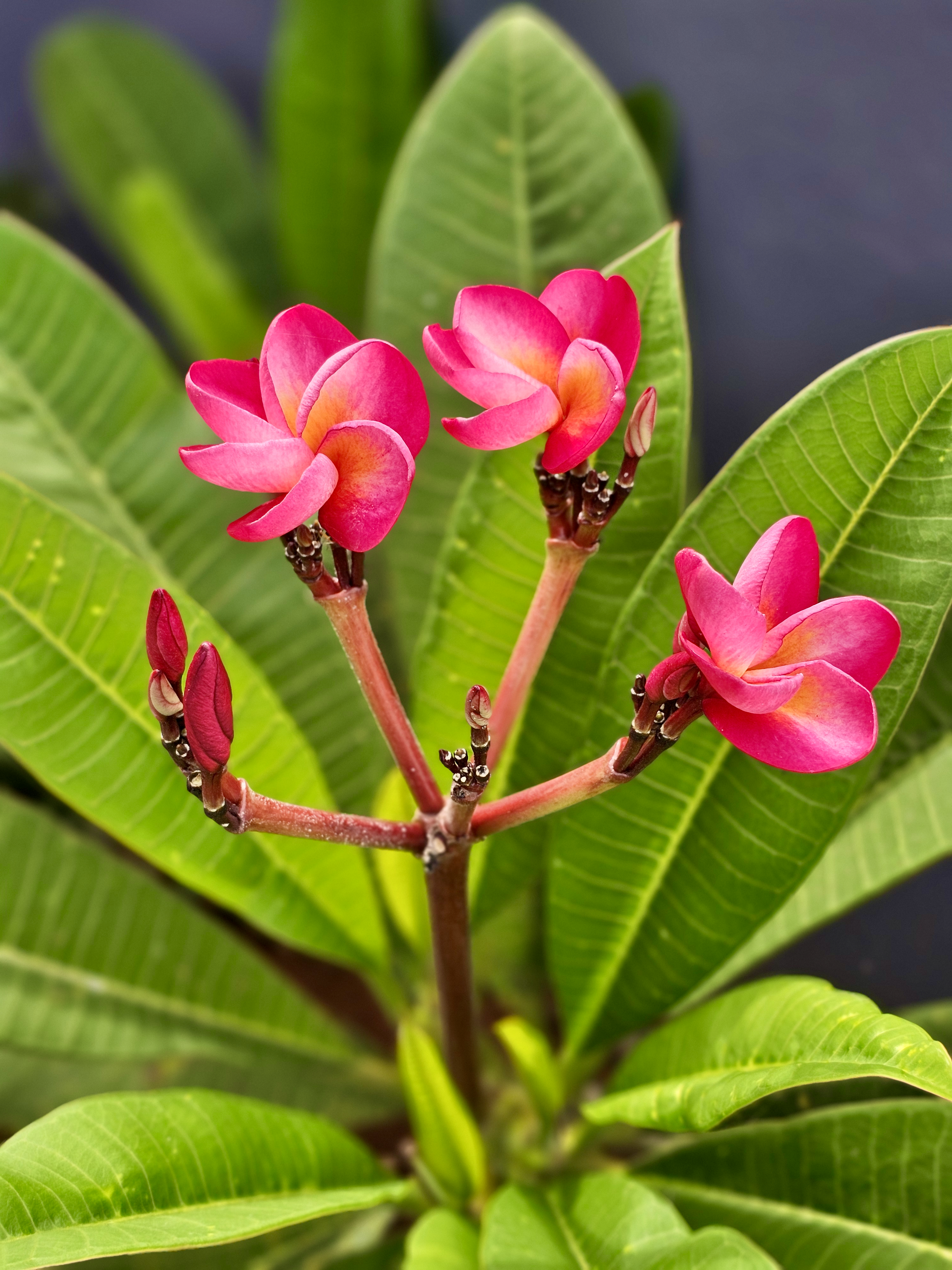 A vibrant cluster of pink frangipani flowers blooming against lush green leaves. The vivid petals, buds, and natural foliage create a clean and colorful botanical composition. Location: Karumala, Kozhikode, Kerala.