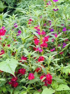 
A vibrant garden scene filled with lush green leaves and clusters of colorful flowers. 