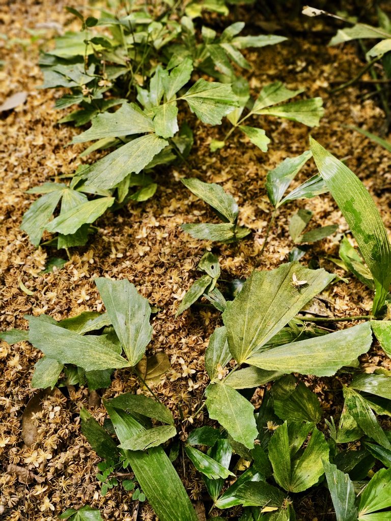 Green plants growing among a carpet of dried seed heads and fallen leaves, showing the diverse ground vegetation of a tropical landscape. Location: Ayamkudy, Kottayam, Kerala.