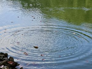 Gentle ripples spread across the green-blue surface of a pond, with fallen leaves floating on the water. The circular waves create a calm and peaceful natural pattern. Location: Perumanna, Kozhikode, Kerala.
