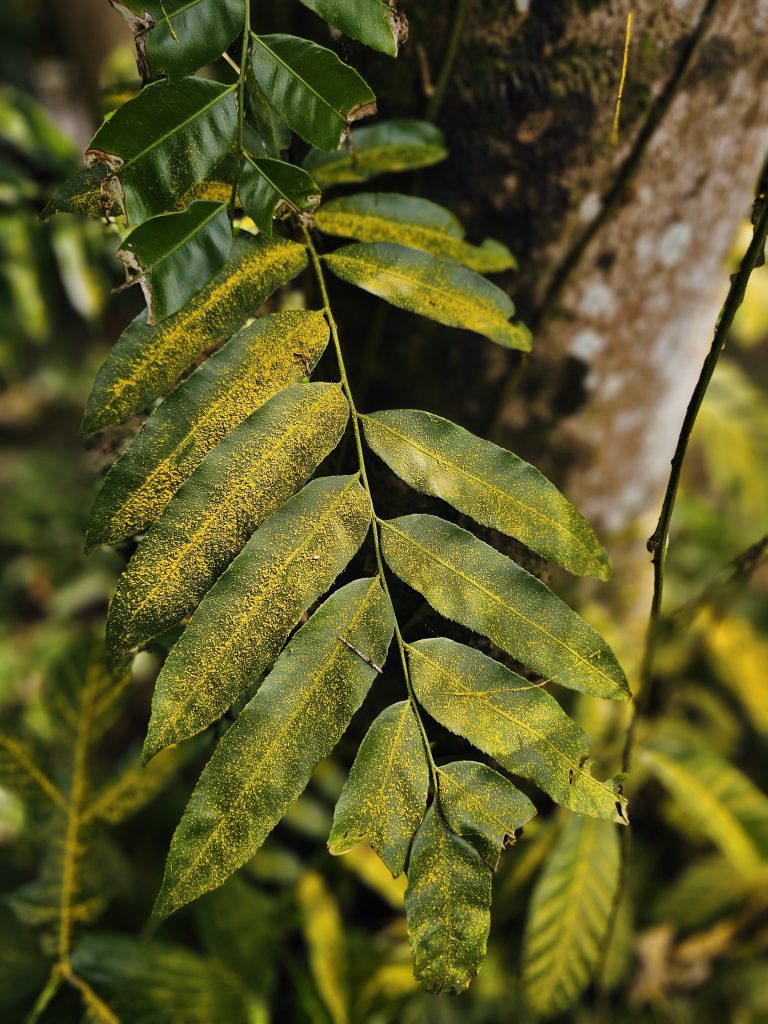 A close-up of green leaves covered with distinctive yellow speckling, set against a softly blurred tree trunk and tropical vegetation. Location: Ayamkudy, Kottayam, Kerala.
