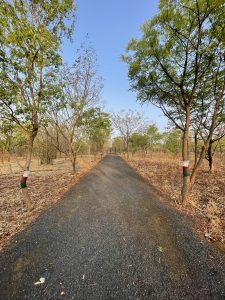 Temporary road going form inside of a jungle, with trees and grass on both its sides. picture taken from an elongated angle.