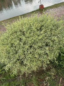 Round, neatly trimmed light-green bush beside a paved walkway along Nag Pokhari pond.