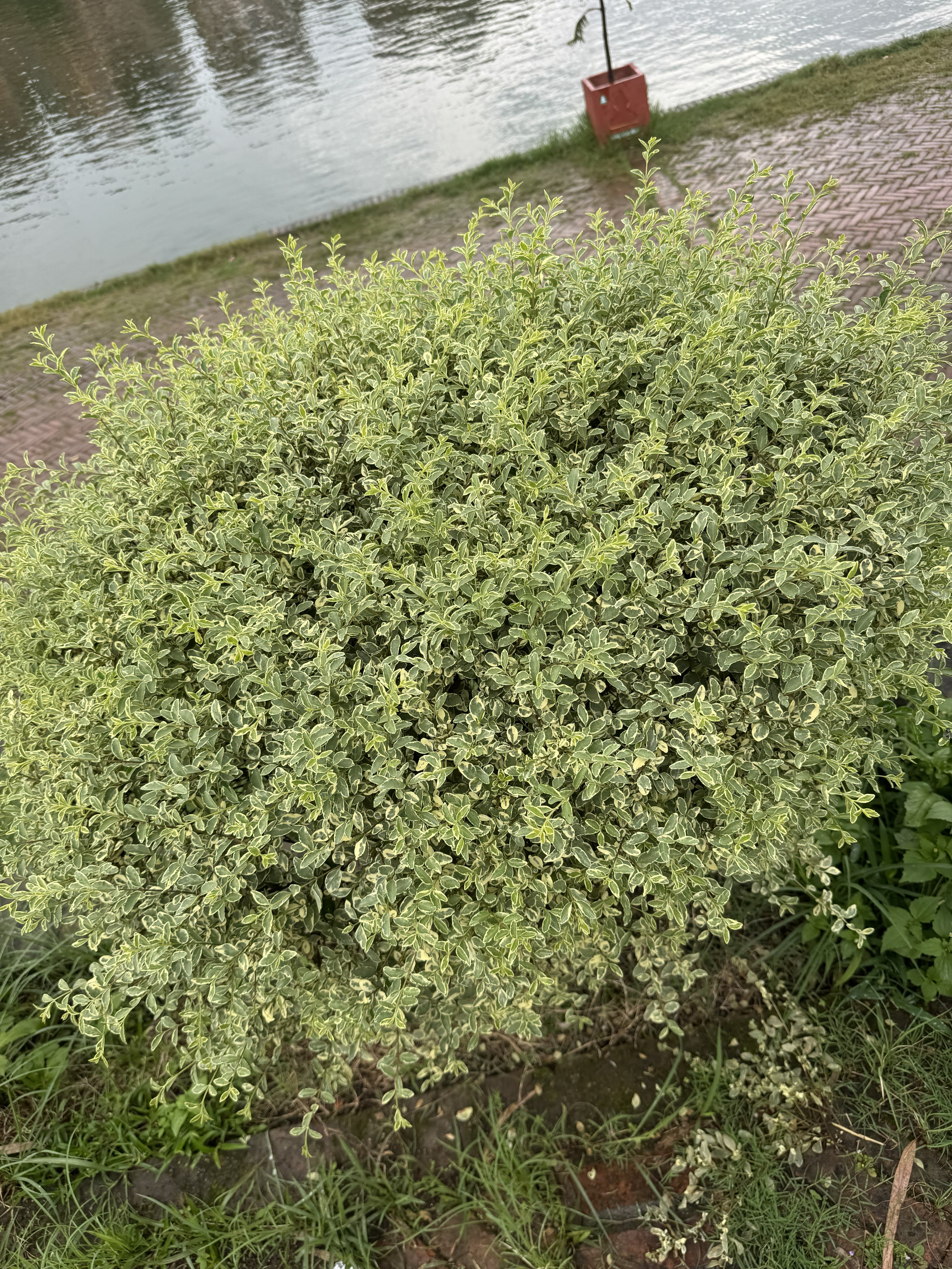 Round, neatly trimmed light-green bush beside a paved walkway along Nag Pokhari pond.