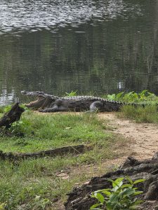 Crocodile resting on a grassy shoreline beside dark water, with tree roots and vegetation nearby.