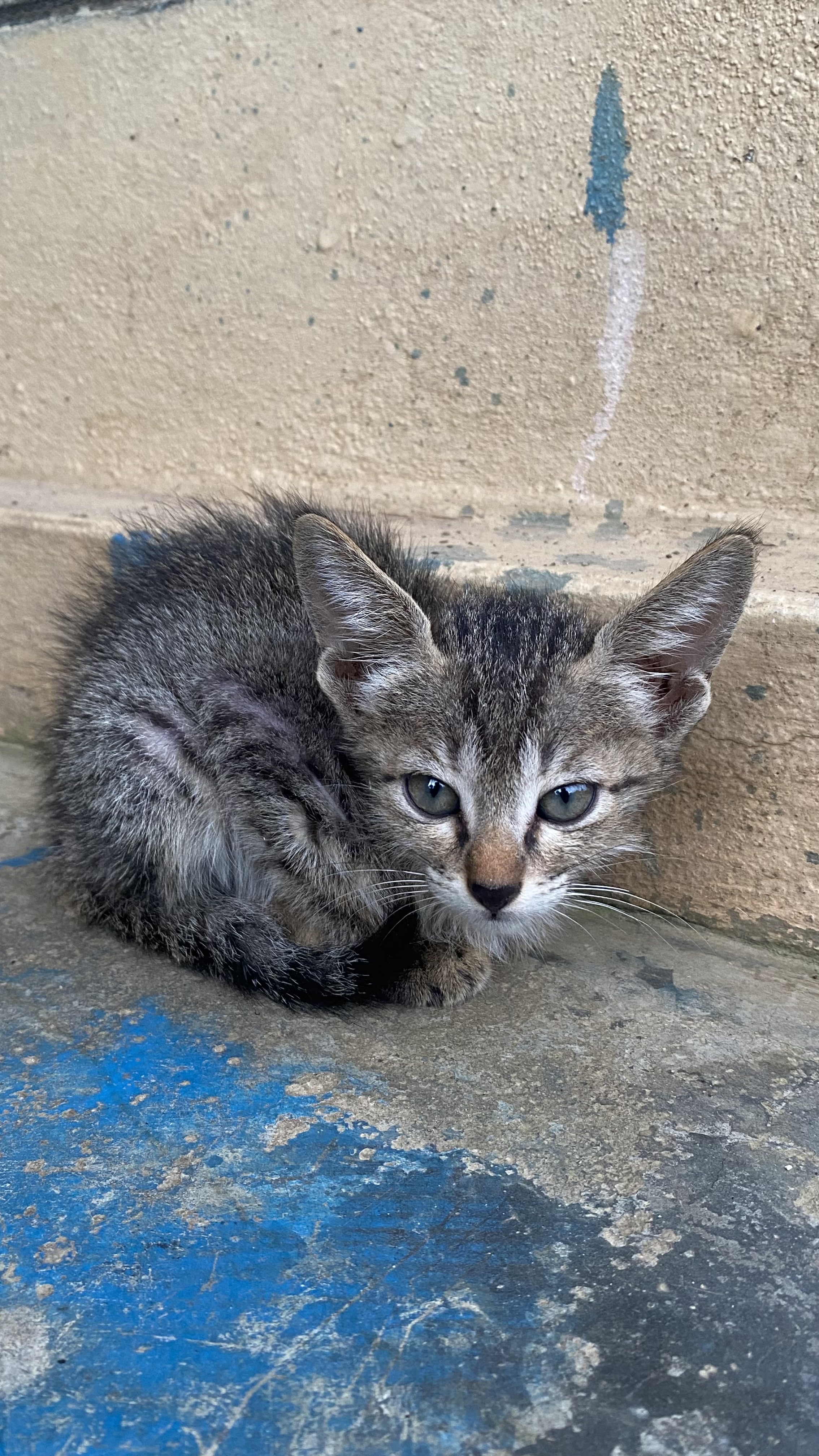 A young gray tabby kitten with striking blue-gray eyes, resting on a weathered concrete floor.