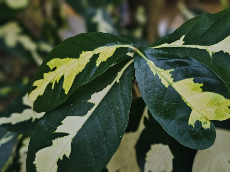 A strong botanical photograph featuring beautifully variegated green-and-cream leaves of the caricature plant (Graptophyllum pictum). Overlapping leaves, contrasting patterns, rich colors, and a soft background create an attractive, balanced composition. Location: Ayamkudy, Kottayam, Kerala.
