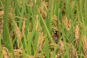 A small brown bird perches on a rice stem among dense rice plants. The bird is partially obscured by the rice plants, holding a rice grain in its beak.