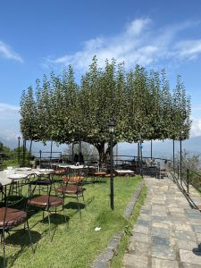 A vibrant outdoor dining area features a large, leafy tree providing shade over several tables and chairs.
