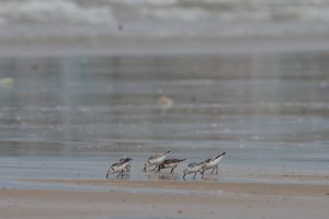 A serene photograph captures six Sanderlings foraging on a sandy beach at low tide. They are intently focused on searching for food among the wet sand and scattered debris washed ashore. The background features the muted tones of the ocean with gentle waves rolling in. The overall scene evokes a sense of peaceful coastal wildlife.
