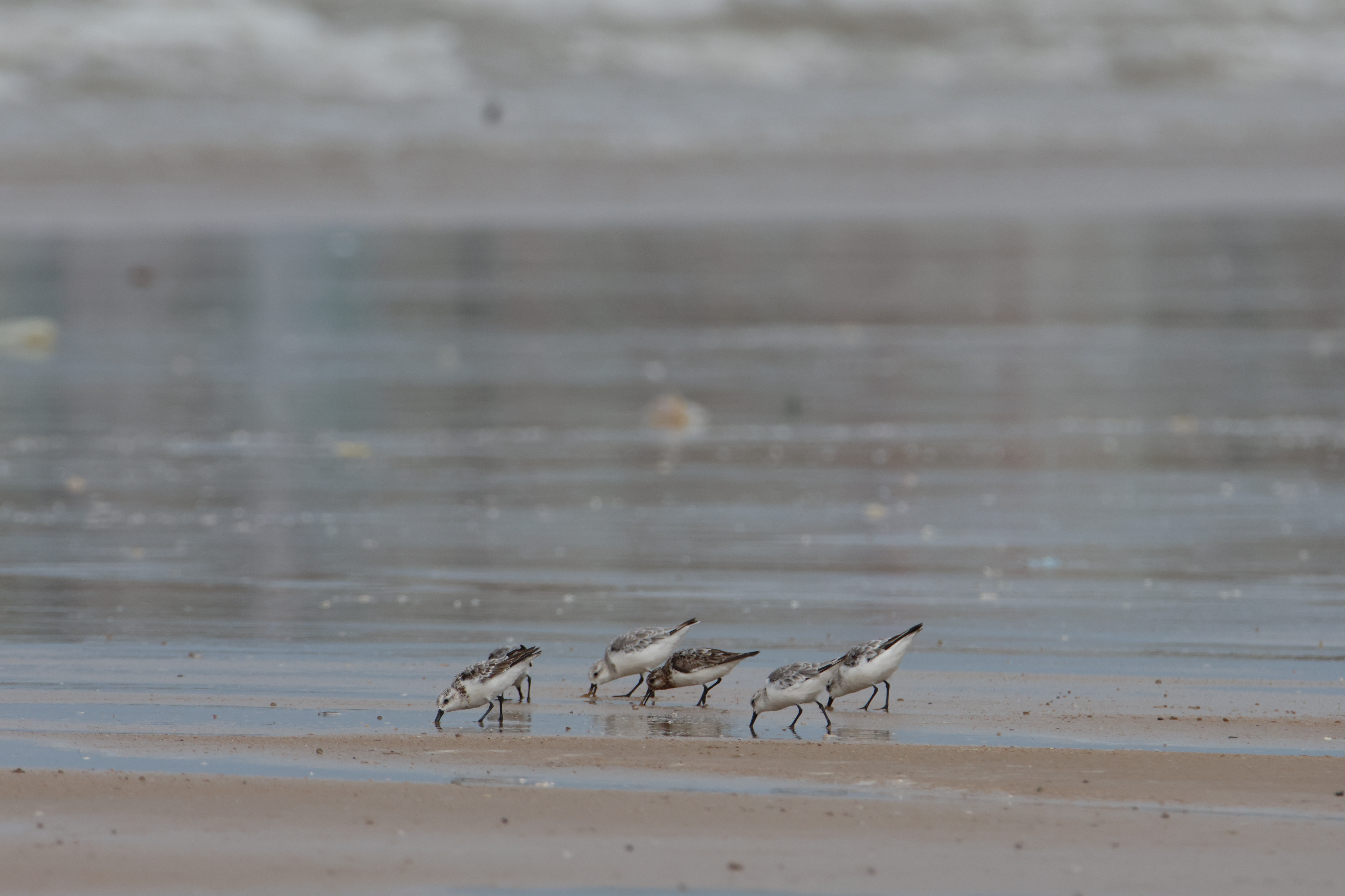 A serene photograph captures six Sanderlings foraging on a sandy beach at low tide. They are intently focused on searching for food among the wet sand and scattered debris washed ashore. The background features the muted tones of the ocean with gentle waves rolling in. The overall scene evokes a sense of peaceful coastal wildlife.