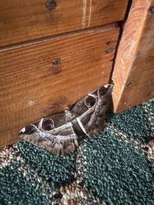 A close-up of a large grey moth resting at the base of a wooden door frame on green carpet. Its spread wings feature distinct dark, circular eye-like spots bordered in white and intricate wavy patterns.