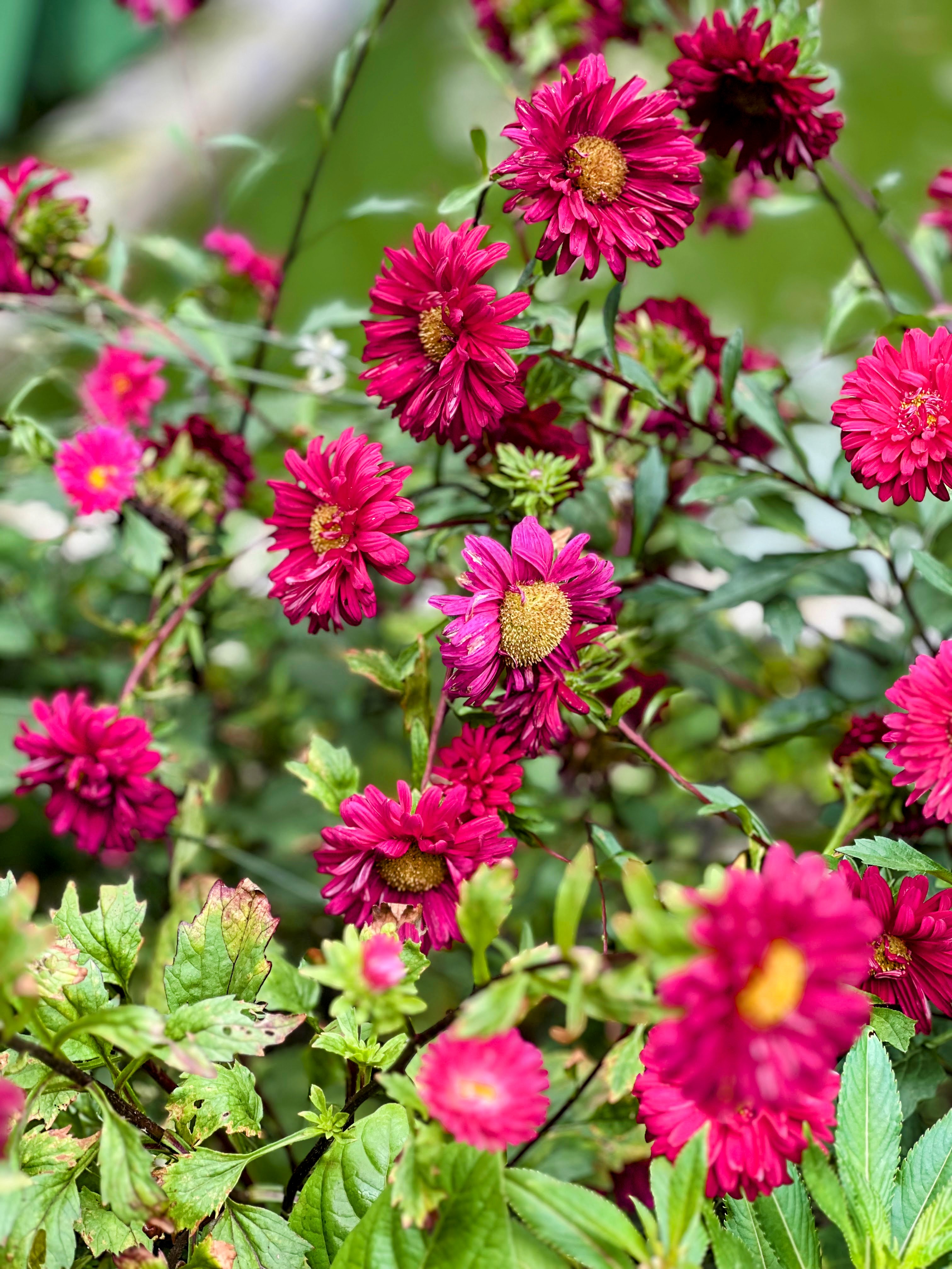 Vibrant deep pink aster flowers with yellow centers blooming among green leaves.