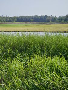 A scenic view of lush green paddy fields separated by narrow waterways, with dense tropical vegetation and coconut palms in the distance. The layered landscape captures Kerala's rural character. Location: Ayamkudy, Kottayam, Kerala.