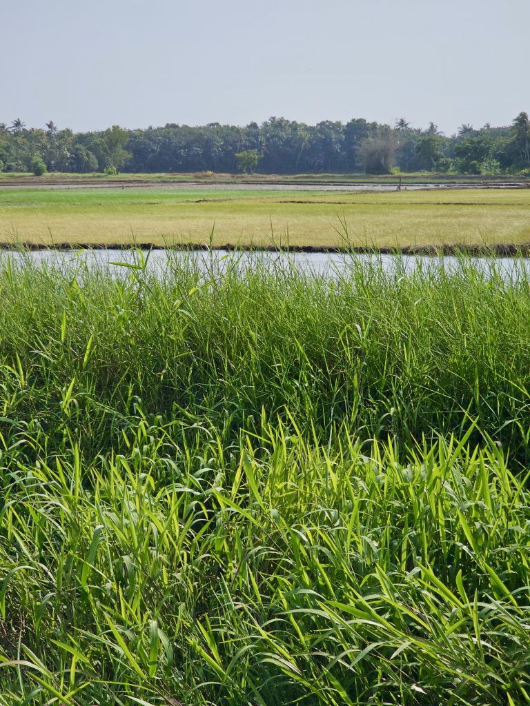 A scenic view of lush green paddy fields separated by narrow waterways, with dense tropical vegetation and coconut palms in the distance. The layered landscape captures Kerala's rural character. Location: Ayamkudy, Kottayam, Kerala.