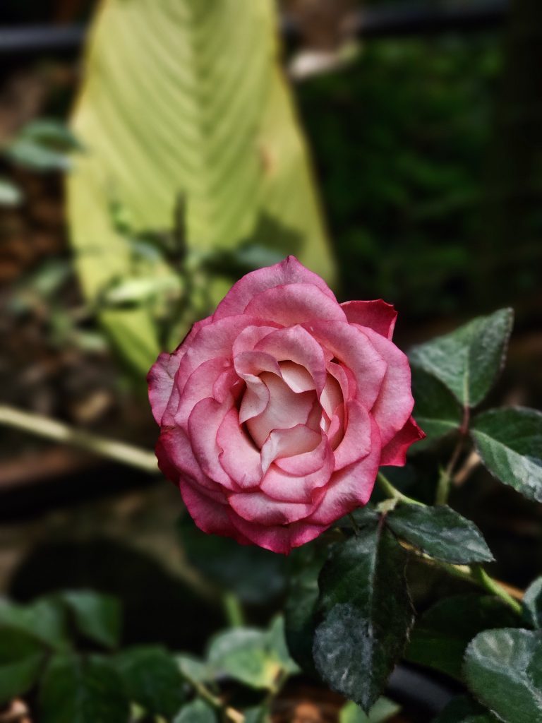 A pink rose in full bloom is photographed against a softly blurred garden background. Layered petals and contrasting green foliage create an attractive, intimate floral composition. Location: Ayamkudy, Kottayam, Kerala.