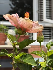 A close-up of a hibiscus flower showcasing delicate pink petals with hints of yellow and orange at the center, where the stamens protrude. 