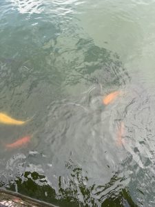Top-down view of orange and yellow koi fish swimming near the surface of a green pond.