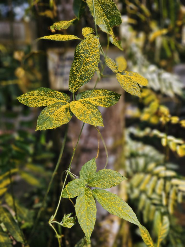 A slender vine with lobed and elongated leaves covered in yellow speckling, photographed against a naturally blurred tropical background. Location: Ayamkudy, Kottayam, Kerala.