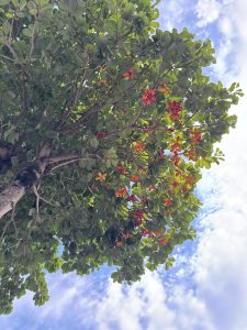 A leafy tree with clusters of bright red fruit pods and black seeds against a blue, partly cloudy sky
