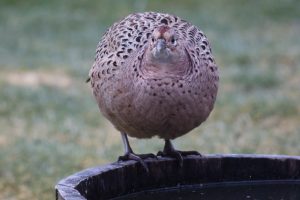 Female Pheasant standing on a wooden water barrel