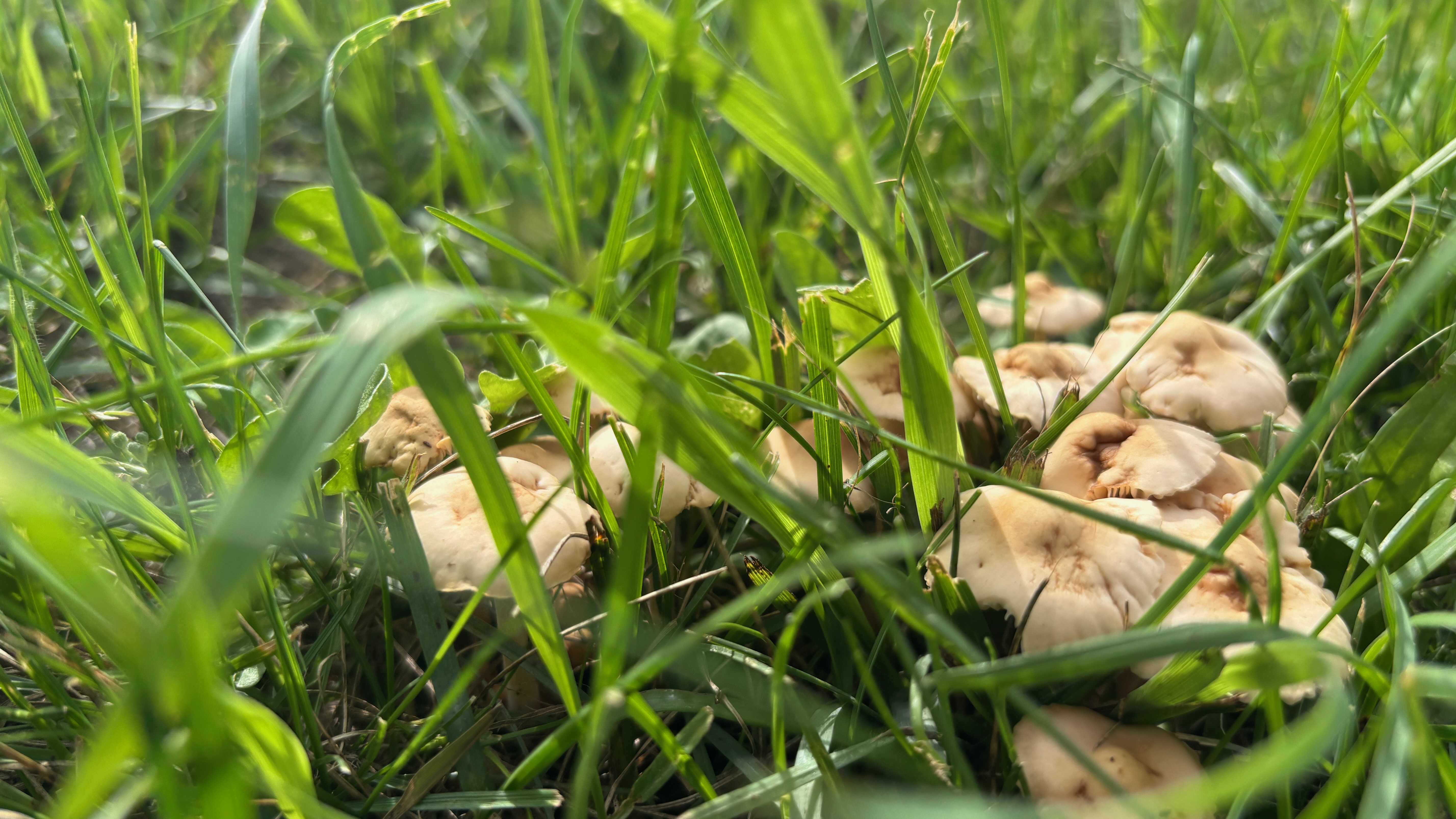 A closeup of mushrooms nestled into grass.