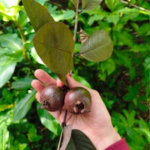 Red guavas held in a hand among green leaves.