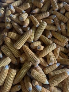 A top-down, close-up shot of a large pile of harvested, shucked golden-yellow cobs of corn (maize) piled together.
